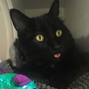 Meet your Posher, Millicent